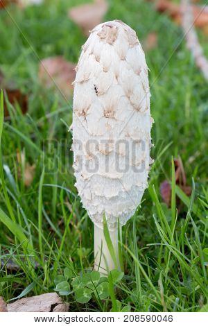 Shaggy inkcap mushroom in a field during autumn