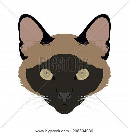 Isolated burmese cat avatar on a white background, Cat breed, Vector illustration