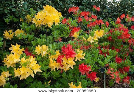 Rhododendren In einem Park