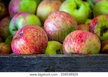 Fresh red and green apples for sale stored in retro grunge basket in the market
