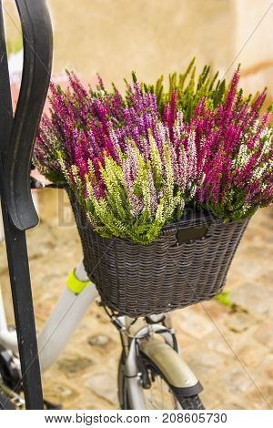 Calluna flowers in a bicycle basket on the street