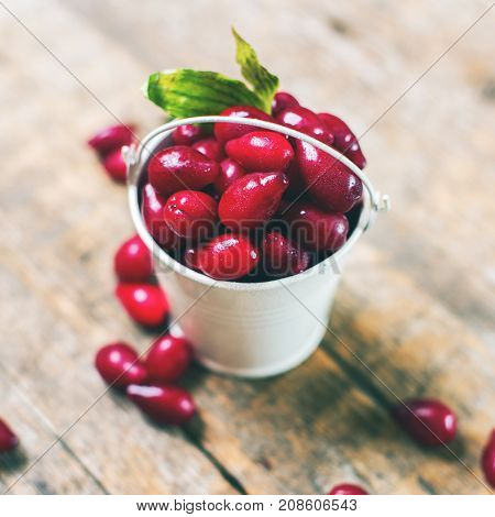 Ripe Cornel Berries Small Bucket Autumn Harvest