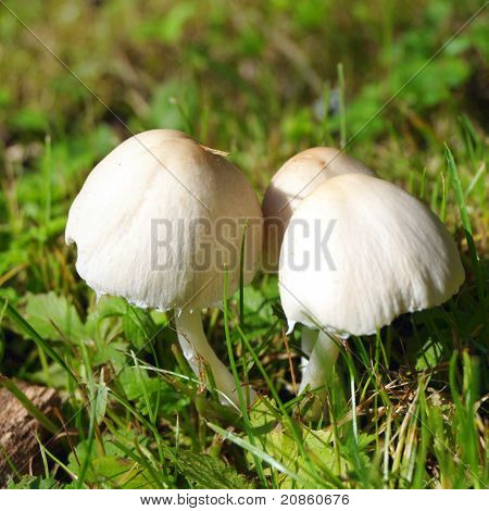 Waldpilze