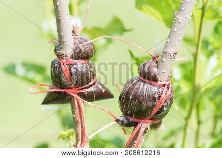 Grafting on mulberry tree branch, induced root, agricultural technique