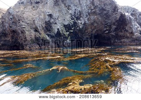 Kelp underwater forest canopy covering sea surface near Channels Islands California