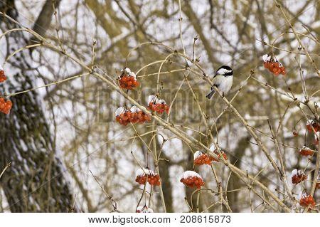 Wide close up view of a black/white chickadee perched on a branch of a snow covered red berry tree near Couteau du Lac, Quebec on a bright sunny late afternoon in March.