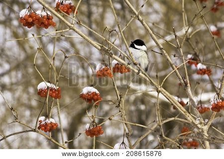 Wide view of a black/white chickadee perched on a branch of a snow covered red berry tree near Couteau du Lac, Quebec on a bright sunny late afternoon in March.