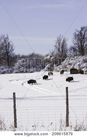 Vertical scene of bison gather around a bale of hay on a cold snow covered hillside near Couteau du Lac, Quebec on a bright sunny late afternoon in March.