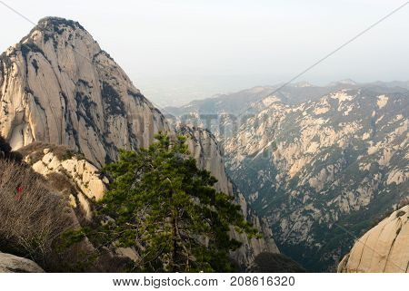 Cedar Trees In Front Of Huashan Mountains Tops, China