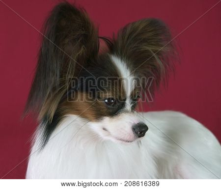 Beautiful young male dog Continental Toy Spaniel Papillon on a red background