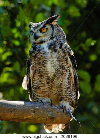 Eagle-Owl 2