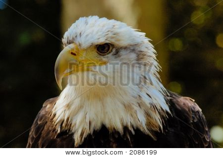 Bald Eagle 1
