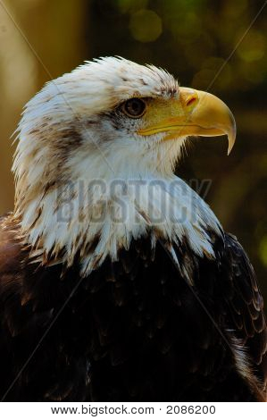 Bald Eagle 2