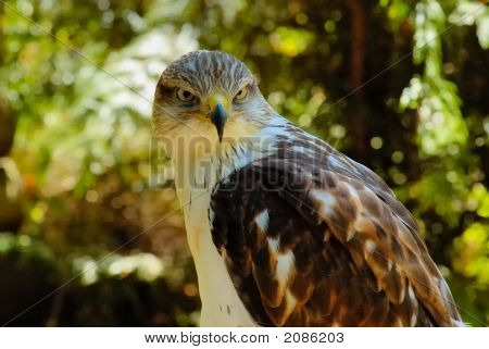 Falcon 3