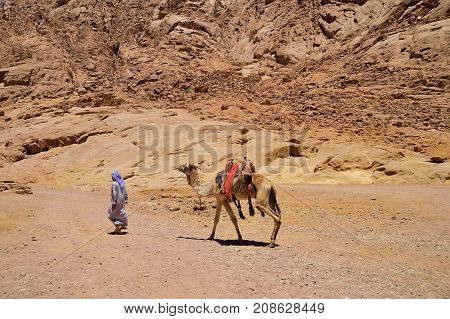 Bedouin leads a camel in a mountainous area