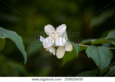 Beautiful white jasmine blossoms. Blurred natural background.