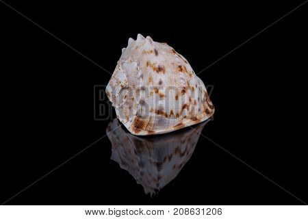 Close-up seashell with reflection on black background .