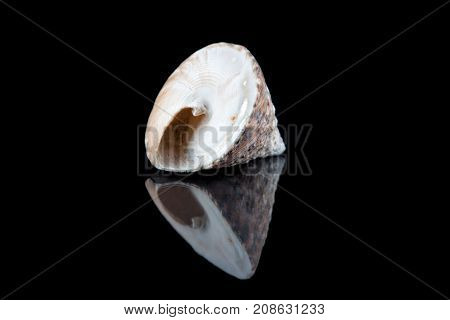 Decorative seashell on a black background .