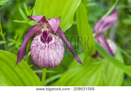 Wild Red Orchid. Beautuful nature background. Nature