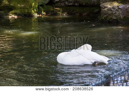 THE SWAN - BIGGER FLYING BIRD - BEAUTY OF NATURE