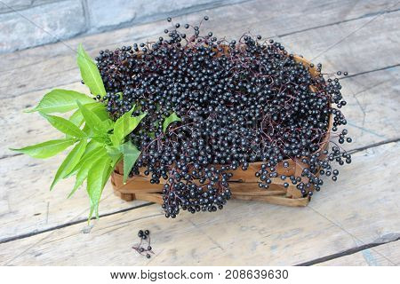 Ripe elderberry fruits in a wicker basket