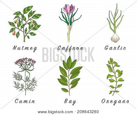 Set of spices herbs and officinale plants icons. Healing plants. Medicinal plants herbs spices hand drawn illustrations. Botanic sketches icons.