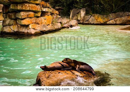 two seals cuddling and resting in sunlight on a rock
