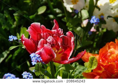 FLOWERS IN THE SENSATIONAL COLORS -  SHE (IT) REPRESENT THE NATURE, THE SUMMER.
