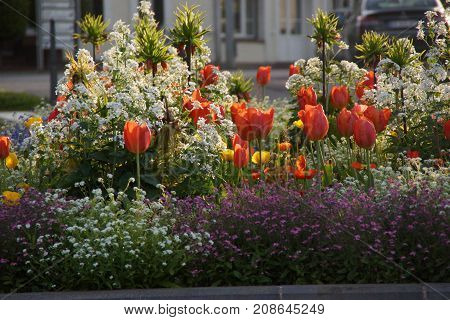 FLOWERS IN THE SENSATIONAL COLORS -  SHE (IT) REPRESENT THE NATURE, THE SUMMER.