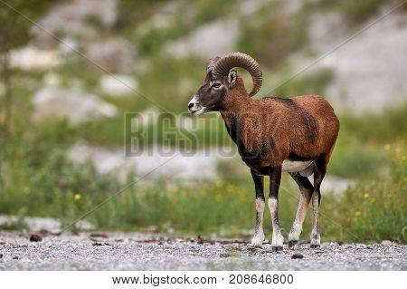 mouflon male photographed in profile while watching around