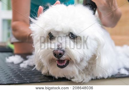 Cute white Bolognese dog lying on the table is enjoying grooming. The dog is looking at the camera.