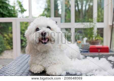 Smiling white Bolognese dog is lying on the grooming table next to the pile of hairs. The dog is looking at the camera.