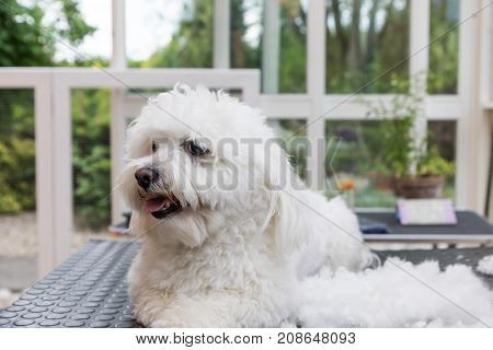 Cute white Bolognese dog is lying on the grooming table next to the pile of hairs. The dog is looking at the side.