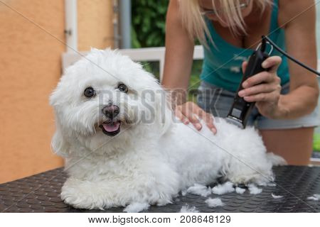 Groomer is grooming a white Bolognese dog by the electric razor. The dog is smiling at the camera. All potential trademarks are removed.