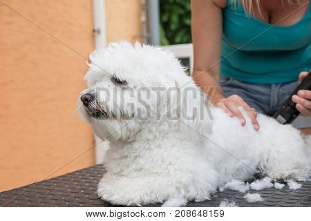 Groomer is grooming a white Bolognese dog by the electric razor. Side view.