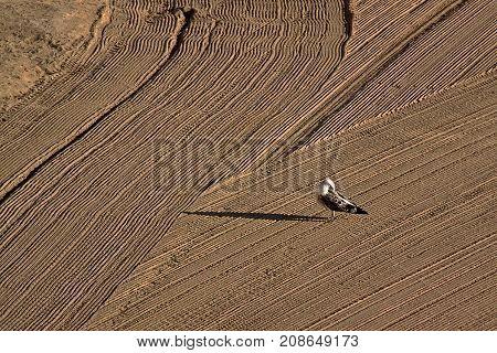 Lonely seagull on cleaned by a tractor sand on the Mediterranean beach in the morning. Antibes Cote d'Azur France. Large space for writing
