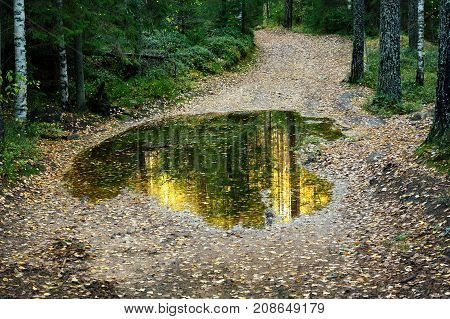 old soil road with puddle in the forest in autumn