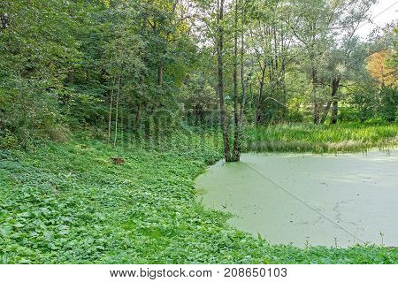Lush green swamp ecology green swamp in the forestnatural landscape.