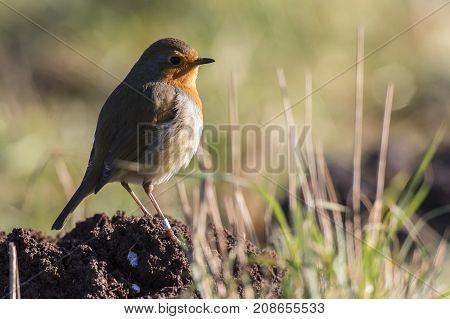 Robin Redbreast (erithacus Rubicula)