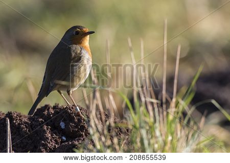 Robin Redbreast (erithacus Rubicula)