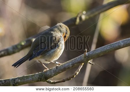 Robin Redbreast (erithacus Rubicula)