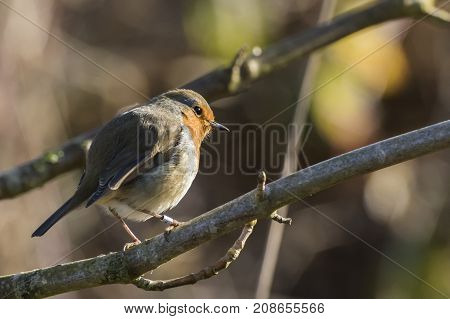 Robin Redbreast (erithacus Rubicula)