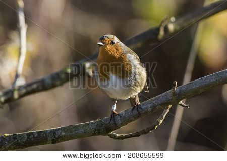 Robin Redbreast (erithacus Rubicula)
