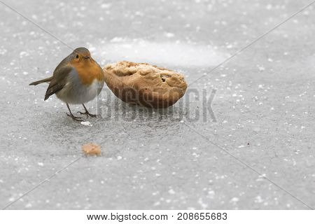 Robin Redbreast (erithacus Rubicula)