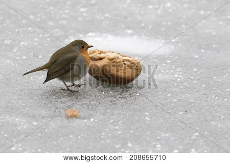 Robin Redbreast (erithacus Rubicula)