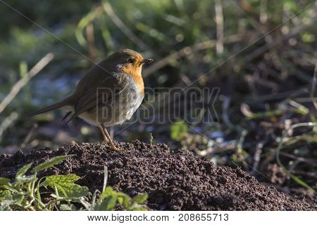Robin Redbreast (erithacus Rubicula)