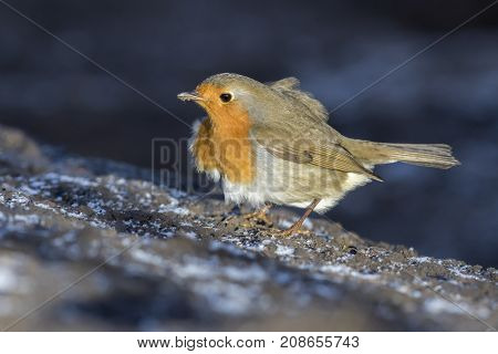 Robin Redbreast (erithacus Rubicula)