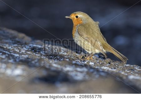 Robin Redbreast (erithacus Rubicula)