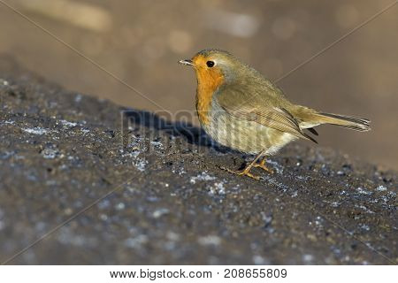 Robin Redbreast (erithacus Rubicula)