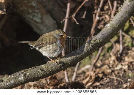 Robin Redbreast (erithacus Rubicula)
